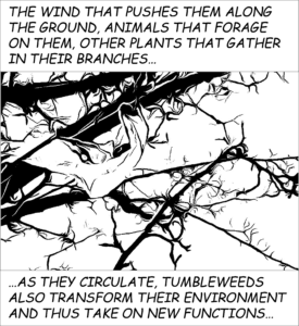 A black-and-white image of a plastic bag caught in brambles. A caption reads: "THE WIND THAT PUSHES THEM ALONG THE GROUND, ANIMALS THAT FORAGE ON THEM, OTHER PLANTS THAT GATHER IN THEIR BRANCHES…" A second caption reads: "…AS THEY CIRCULATE, TUMBLEWEEDS ALSO TRANSFORM THEIR ENVIRONMENT AND THUS TAKE ON NEW FUNCTIONS…"