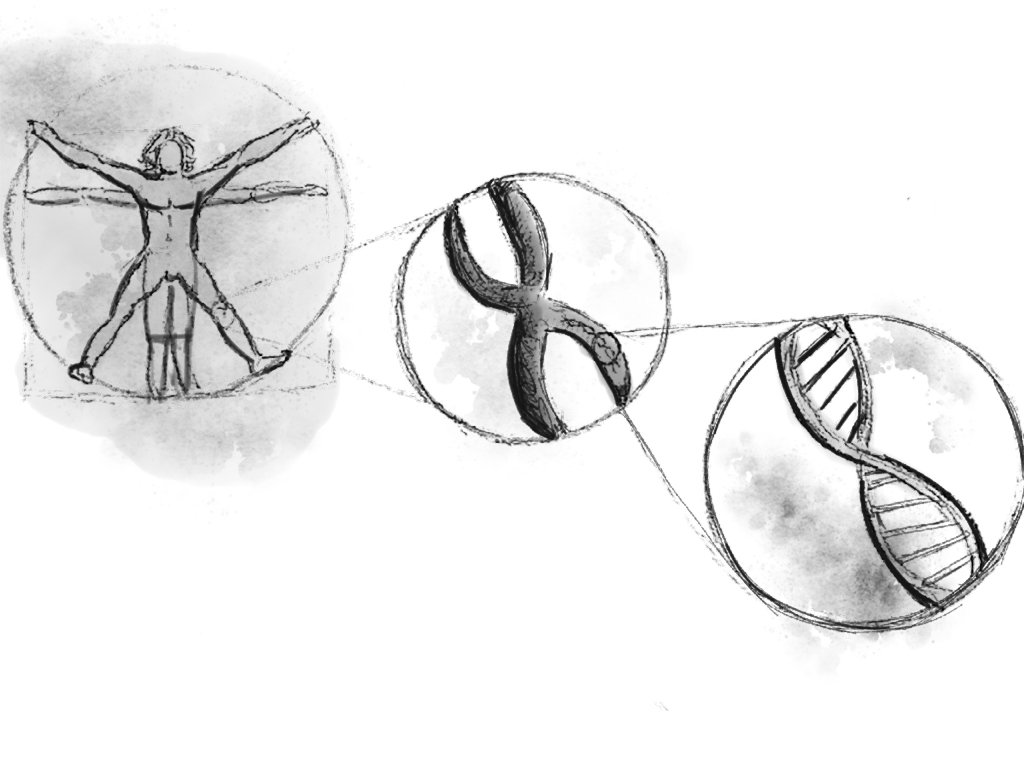 A drawing of da Vinci's Vitruvian Man. A callout zooms in to show a pair of X-shaped chromosomes, presumably from the man. A second callout zooms in on a strand of twisting DNA, presumably located within the chromosome.
